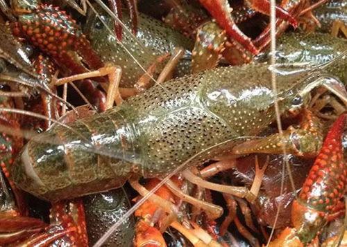 头条小龙虾爆料视频,头条视频曝光惊人真相！  第3张